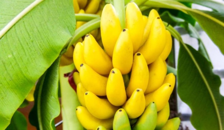 We all are aware of the benefits of banana, but its peel also has amazing properties.