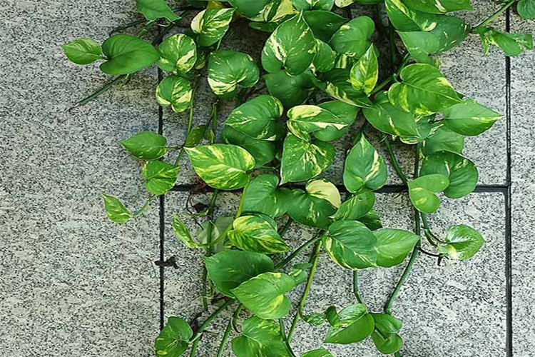 Money Plant 