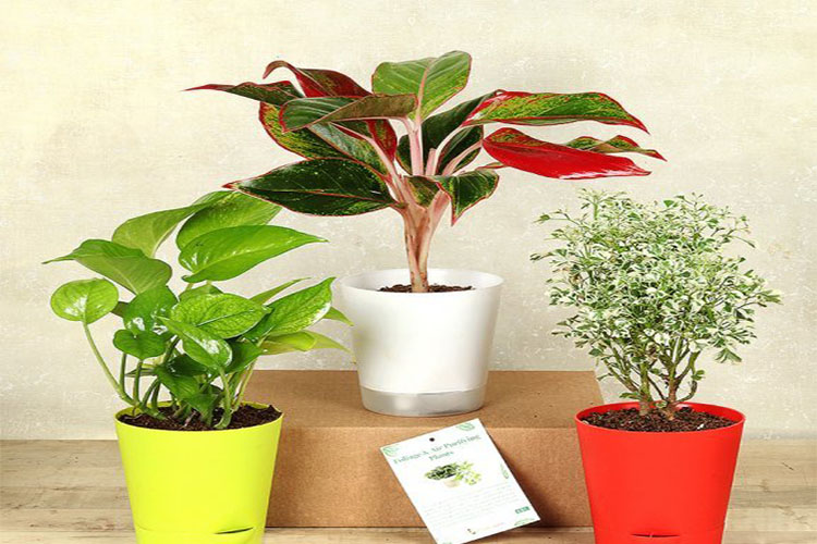 Plant Combo 