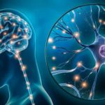 Body Science: Which parts of the body do not heal once damaged
