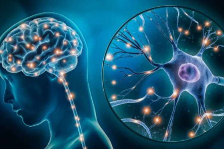 Body Science: Which parts of the body do not heal once damaged
