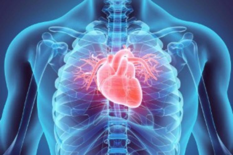 Body Science: Which parts of the body do not heal once damaged